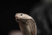 研究人员开发出针对致命蛇毒素的通用抗蛇毒血清
