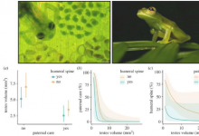 照顾后代的雄性玻璃蛙发现睾丸较小